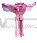 The dissection model of uterus (1 part)